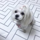 쥬쥬펫살롱 네이버블로그