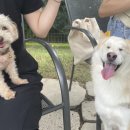 바닐라브릭 이미지