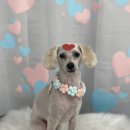 다원하개 이미지