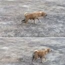 디어디어 이미지