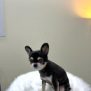 데이즈몽애견샵