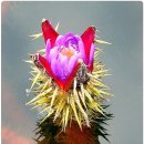 가시연꽃 이미지