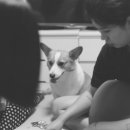 나의 댕댕이 이미지