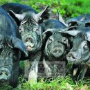 토종축산 이미지