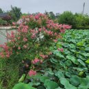 나무향가득펜션 이미지