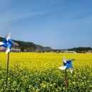 삼척 맹방 유채꽃 축제 벚꽃길 함 가보세여 아주 좋습니다 이미지