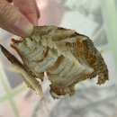 여수 교동포차 맛집 | 17번 니캉내캉 - 교동포차만 오면 자꾸 17번으로 가게 되는 이유