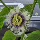 정례농장 이미지