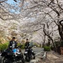 호수펫 | 주말 나들이 추천, 2탄! 전국 숨은 공원 9곳 — 도심속 가족, 연인, 반려동물과 함께 힐링 산책