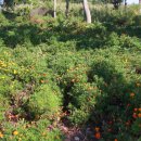 가야 농장 이미지