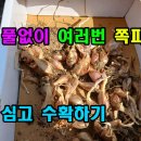 풀없이 여러번 쪽파 심고 수확하는 방법 이미지