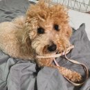 천사 펫하우스 이미지