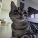 오동통 청초함 이미지