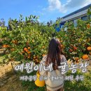 공항농장 | 예원이네 귤농장 체험 제주공항 근처 귤따기 체험 추천 제주도 아이와 체험