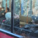 [도쿄 근교 여행] 하코네 당일치기 여행 코스, 하코네 로망스카, 하코네 프리 패스권, 하코네 여행 팁