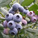 비당농장 이미지