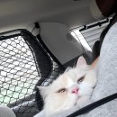 펫택시 | 고양이 장거리 이사, 펫택시 이용 후기｜스트레스 걱정 없이 안전하게 이동한 실제 이야기