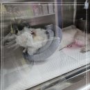 응암동물병원 네이버블로그
