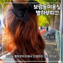 천연염색 배우기 | [내돈 내산] 손상 걱정 없는 자연염색, 레이어드컷까지 완벽했던 보람동 미용실 후기
