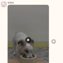 댕겨와유 이미지