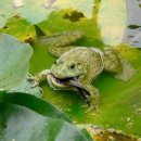 개굴개굴 이미지