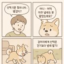 강아지산책 이미지