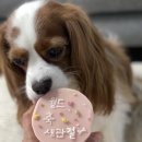 댕고깐 | 신사 ㅅㅁㅌ 슬개골수술 후 퇴원 과 2주차 후기