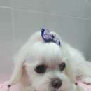 우리들펫샵