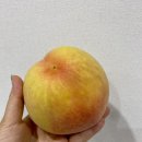 숙희농장 | (복숭아가 있어 행복한 여름) 숙희네 복숭아 택배 후기