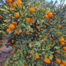 녹산2농장 이미지