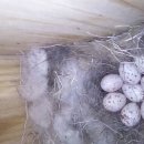 작은나무 이미지