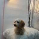 루이앤코코 이미지