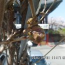 4월에 꽃 피는 나무 - 등나무(2), 복사꽃나무(3), 병꽃나무(4) 이미지