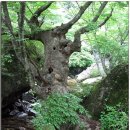 배순정려비 이미지