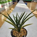 한국화훼센타 이미지