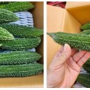 여주-0254 Daum카페