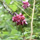 치악산둘레길 6코스 매봉산자락길 이미지