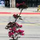 원동꽃집 핑크플라워 가격 위치 영업시간