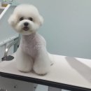 #the예쁘개 이미지