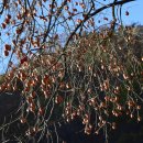 강천산군립공원(매표소) 이미지