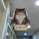 야옹아놀자 마곡점 이미지