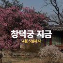 지금 가면 가장 좋은 궁궐, 창덕궁 빛바람 들이기 기간 다녀온 후기( 홍매화 포토존 필수)