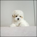 유어펫 라운지 강아지분양 이미지