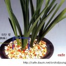 한국춘란 혹서기 녹초현상의 대책(월계난985) 이미지