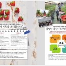 응골축제 | 속초 아이와 가볼만한곳 속초 응골 딸기나라