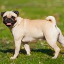 맥동물병원 이미지