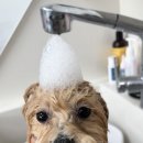 오늘도 이쁘개 이미지