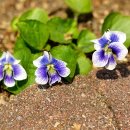 Blue Violet