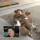 하리헤어 이미지