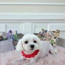 그루머공간 이미지